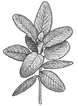 Digestion image